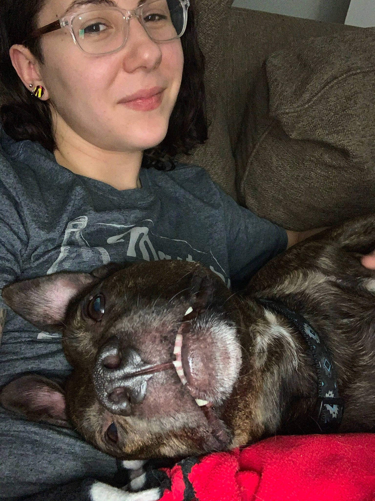 Jarvis joined the competition — help win amazing prizes! carnivore, comfort, companion_dog, couch, dog, dog_breed, ear, eyewear, fawn, glasses, grey, head, liver, mammal, organ, skin, smile, snout, vision_care, whiskers