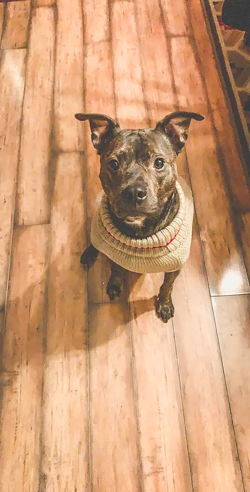 Jarvis joined the competition — help win amazing prizes! canidae, carnivore, chihuahua, collar, companion_dog, dog, dog_breed, dog_clothes, dog_collar, fawn, flooring, fur, hardwood, pet_supply, snout, sporting_group, toy_dog, whiskers, wood, working_animal