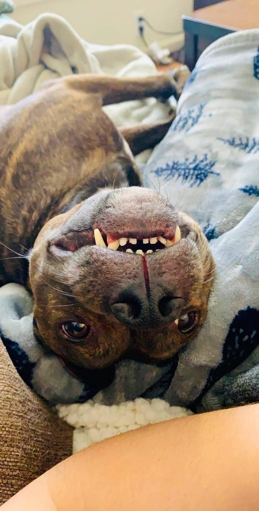 Jarvis joined the competition — help win amazing prizes! canidae, carnivore, claw, companion_dog, dog, dog_breed, ear, fawn, foot, fur, jaw, liver, metal, paw, snout, sporting_group, terrestrial_animal, whiskers, working_animal, wrinkle