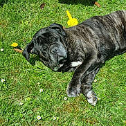 Mafate participe au concours pour gagner de l'argent avec cette photo : dog, black_dog, grass, flower, daisy, outdoor, sunlight, pet, canine, lawn, relaxing, playground, toy, yellow_toy, summer, nature, animal, resting, sleeping, garden