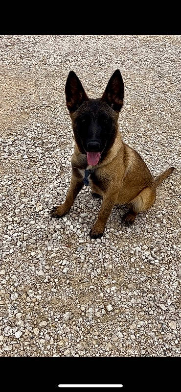 Thessa participe au concours pour gagner de l'argent avec cette photo : canidae, carnivore, companion_dog, dog, dog_breed, eye, fawn, non_sporting_group, road_surface, snout, sporting_group, tail, terrestrial_animal, working_animal, working_dog