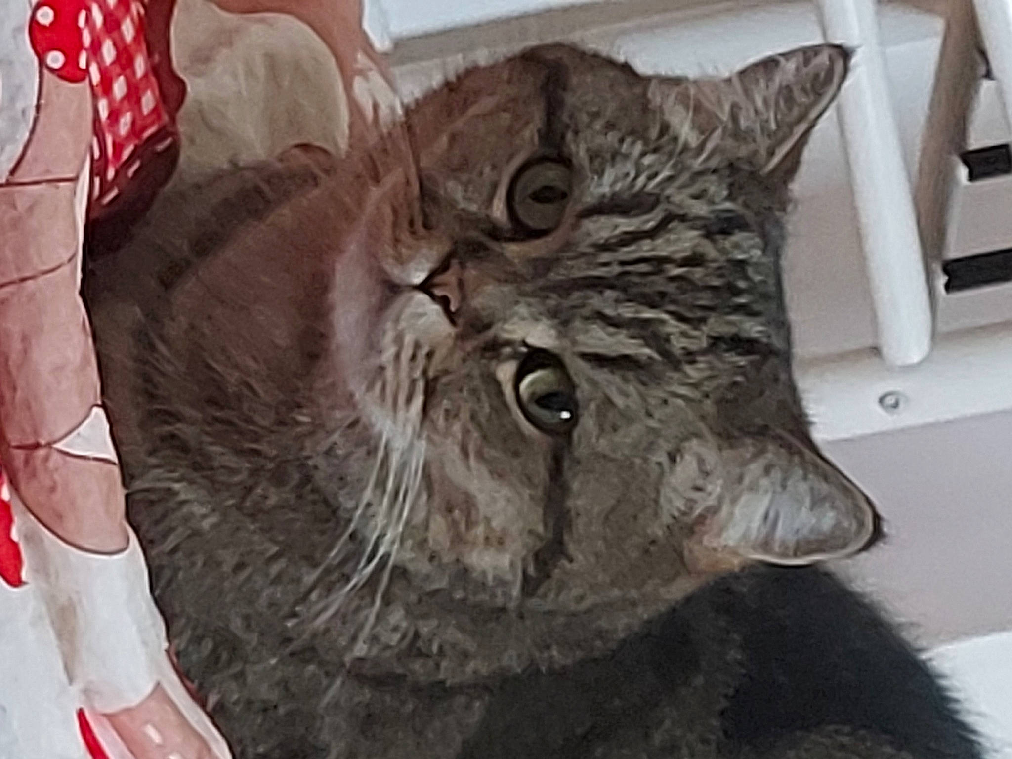 Milyana a rejoint le concours — aidez-le/la à gagner de superbes lots ! carmine, carnivore, cat, claw, comfort, domestic_short_haired_cat, fang, felidae, fur, grey, paw, small_to_medium_sized_cats, snout, terrestrial_animal, whiskers, window