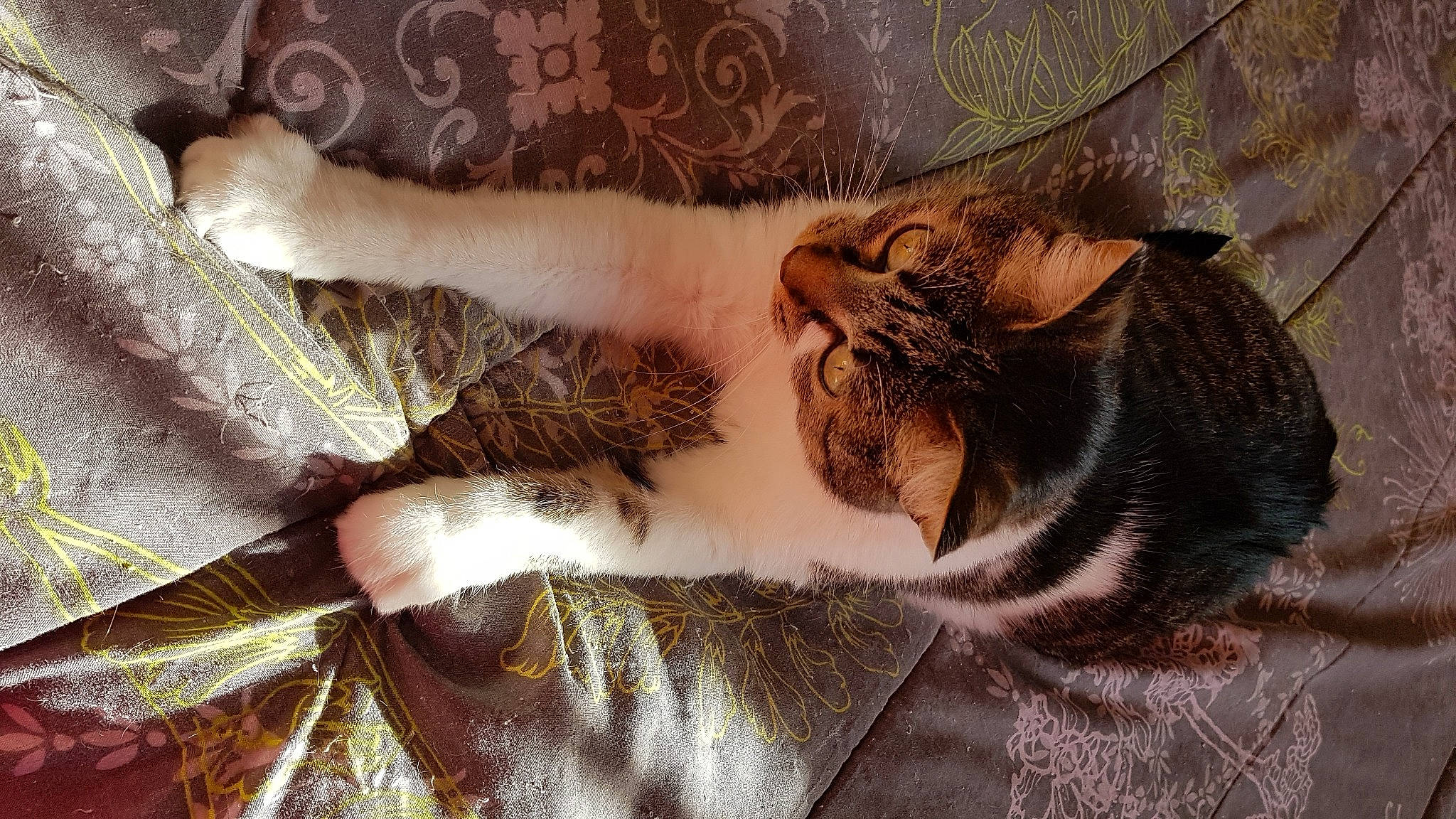 Milyana participe au concours pour gagner de l'argent avec cette photo : carnivore, cat, claw, comfort, domestic_short_haired_cat, eye, fawn, felidae, fur, gesture, human_leg, linens, pattern, paw, small_to_medium_sized_cats, snout, tail, tattoo, textile, whiskers