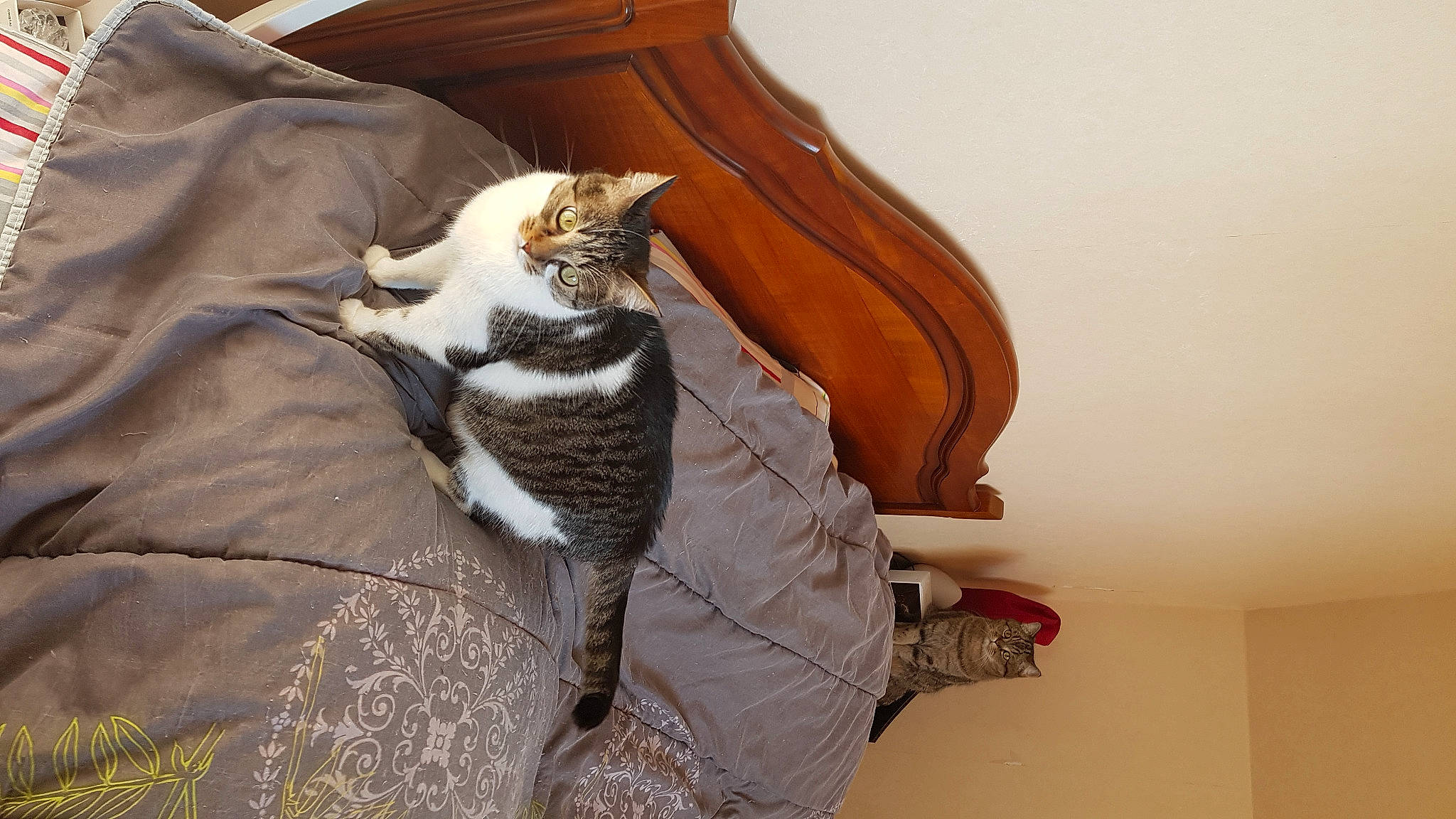 Milyana participe au concours pour gagner de l'argent avec cette photo : carnivore, cat, felidae, fur, small_to_medium_sized_cats, tail, whiskers