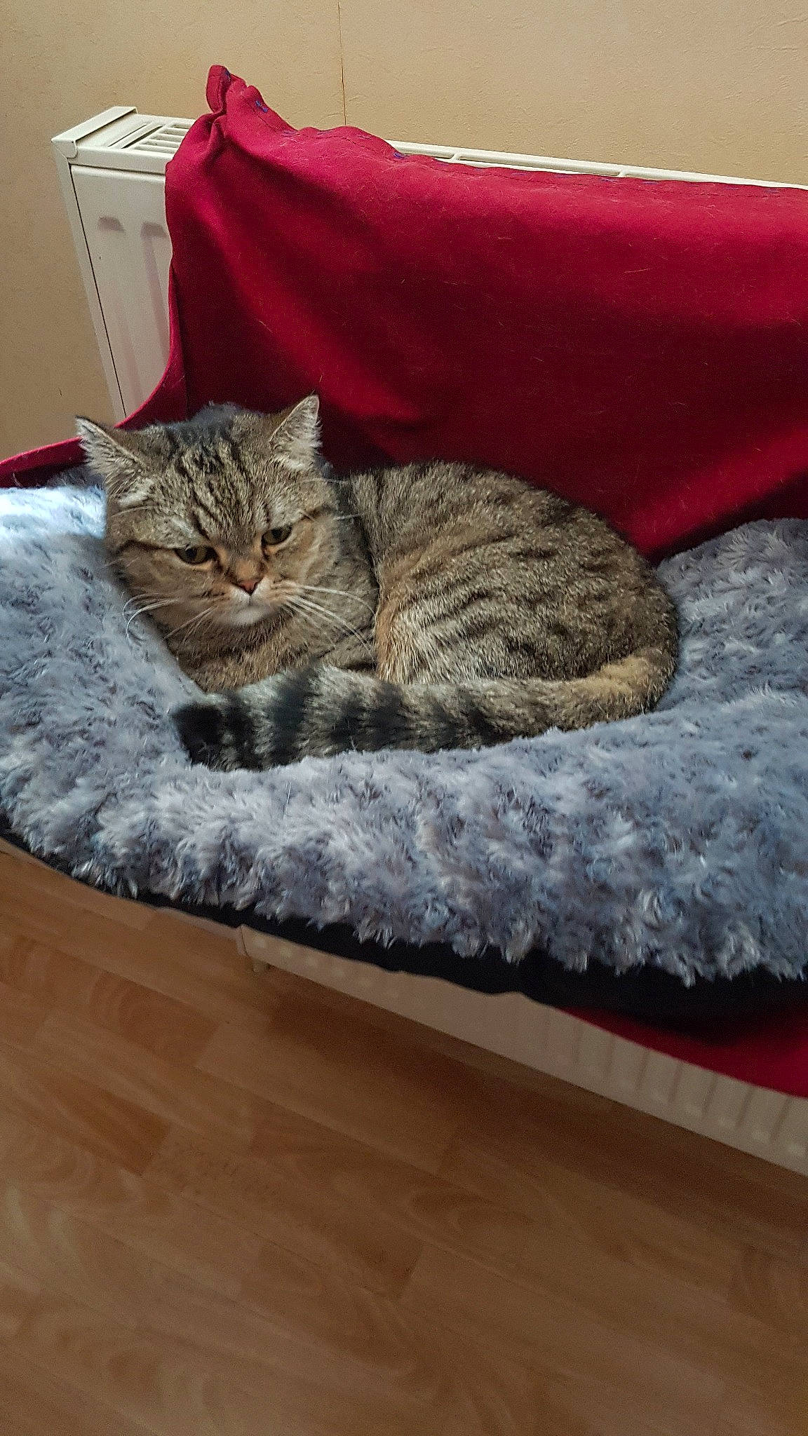 Jerican participe au concours pour gagner de l'argent avec cette photo : american_shorthair, asian, australian_mist, california_spangled, carnivore, cat, domestic_short_haired_cat, dragon_li, european_shorthair, fawn, felidae, fur, kitten, mammal, pixie_bob, room, small_to_medium_sized_cats, tabby_cat, whiskers