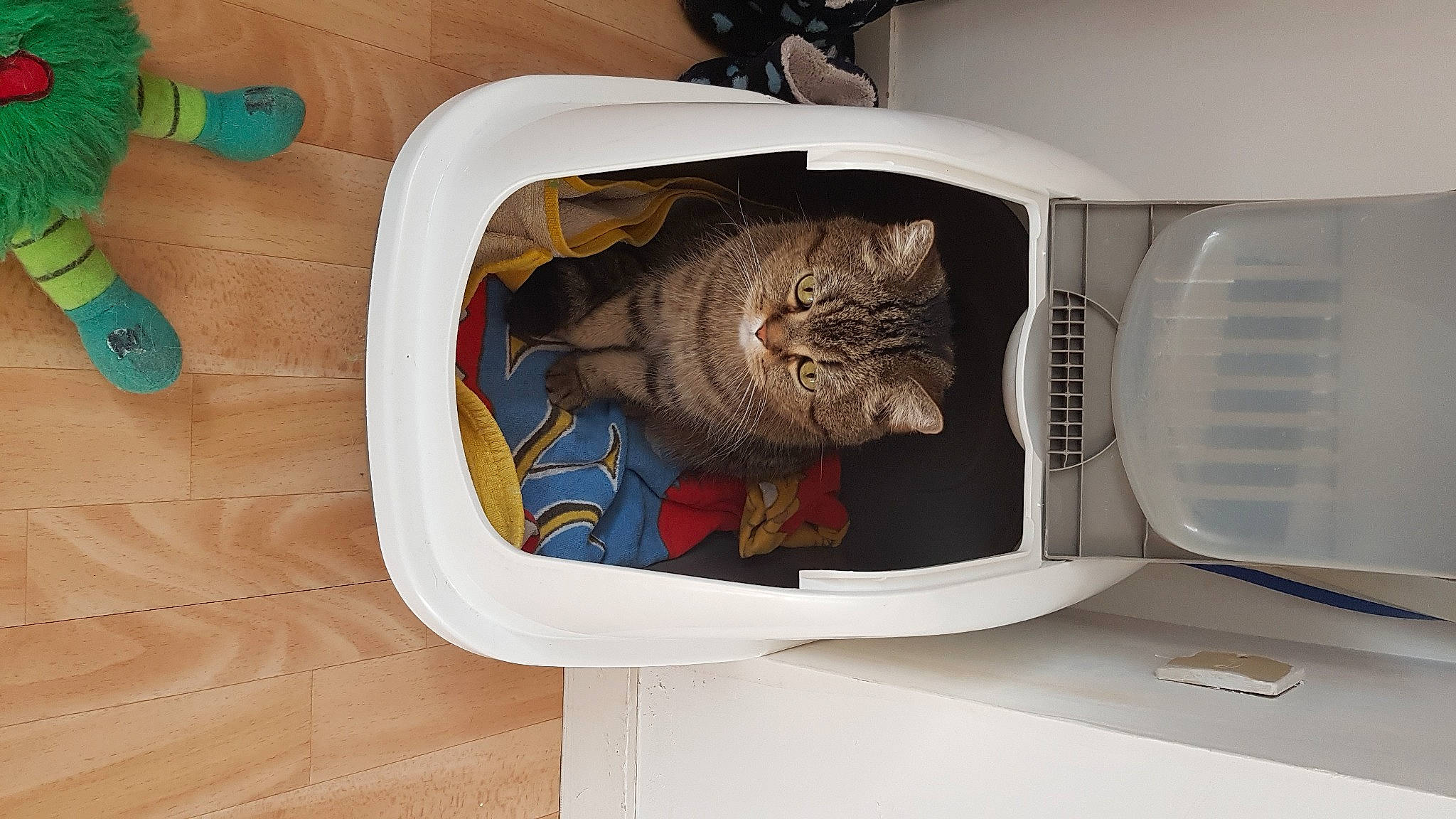 Jerican a rejoint le concours — aidez-le/la à gagner de superbes lots ! carnivore, cat, cat_supply, domestic_short_haired_cat, felidae, fur, home_appliance, kitchen_appliance, major_appliance, output_device, pet_supply, plant, rectangle, refrigerator, room, small_to_medium_sized_cats, tail, washing_machine, whiskers, wood