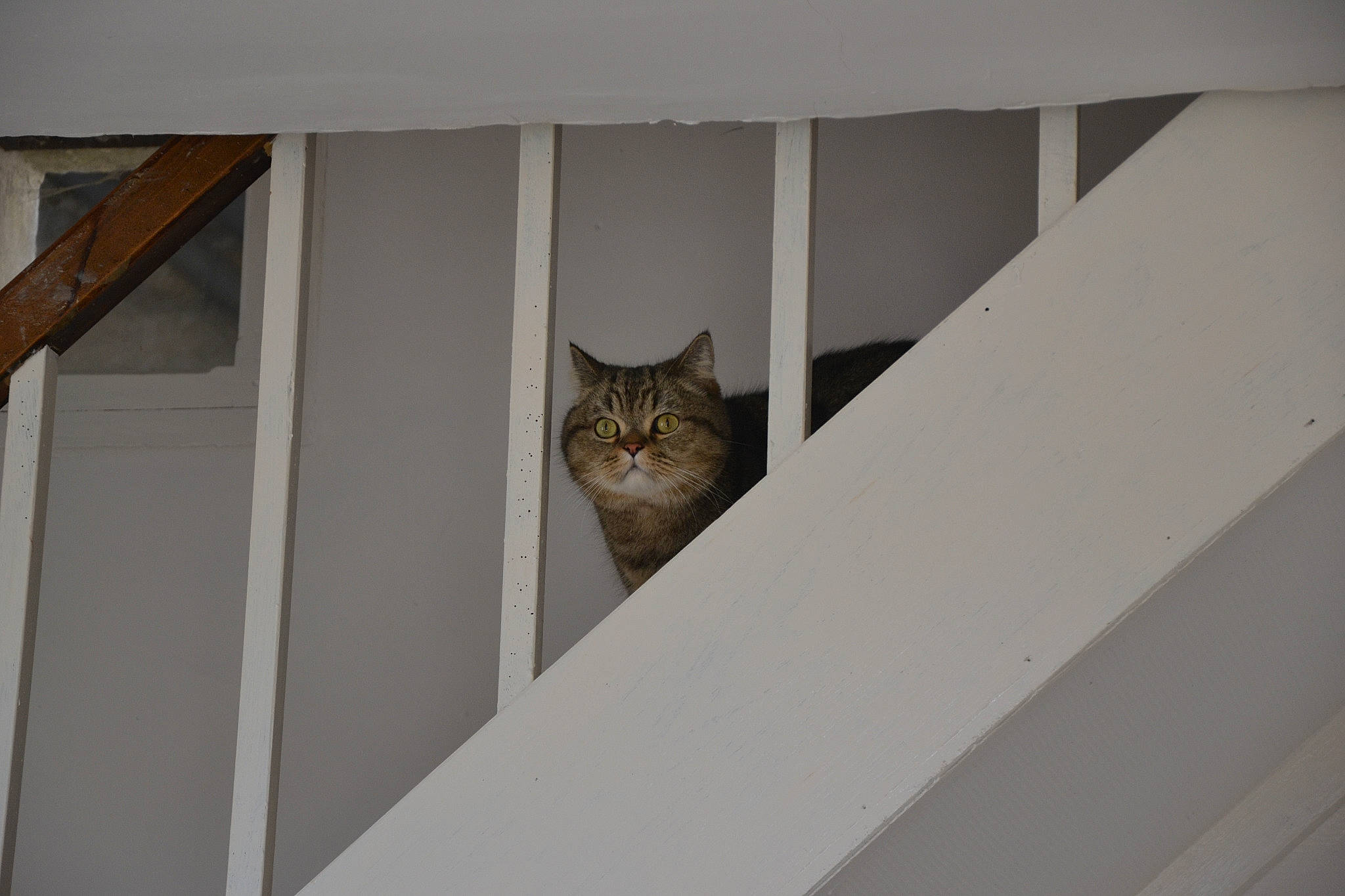 Jerican participe au concours pour gagner de l'argent avec cette photo : carnivore, cat, ceiling, domestic_short_haired_cat, european_shorthair, felidae, room, small_to_medium_sized_cats, stairs, whiskers, window