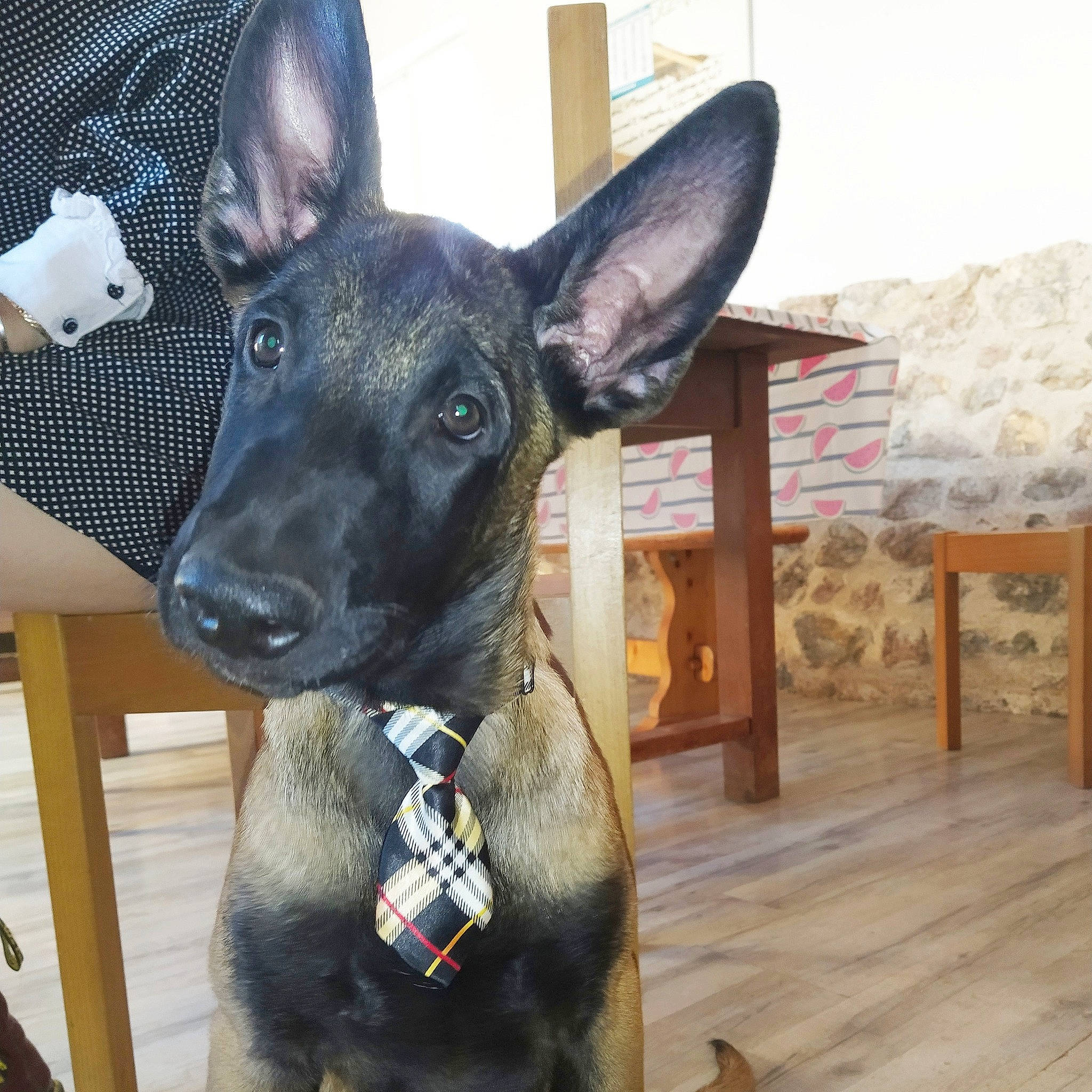 Ryco a rejoint le concours — aidez-le/la à gagner de superbes lots ! canidae, carnivore, dog, dog_breed, ear, fawn, formosan_mountain_dog, mammal, rare_breed_dog, snout, sporting_group, vertebrate