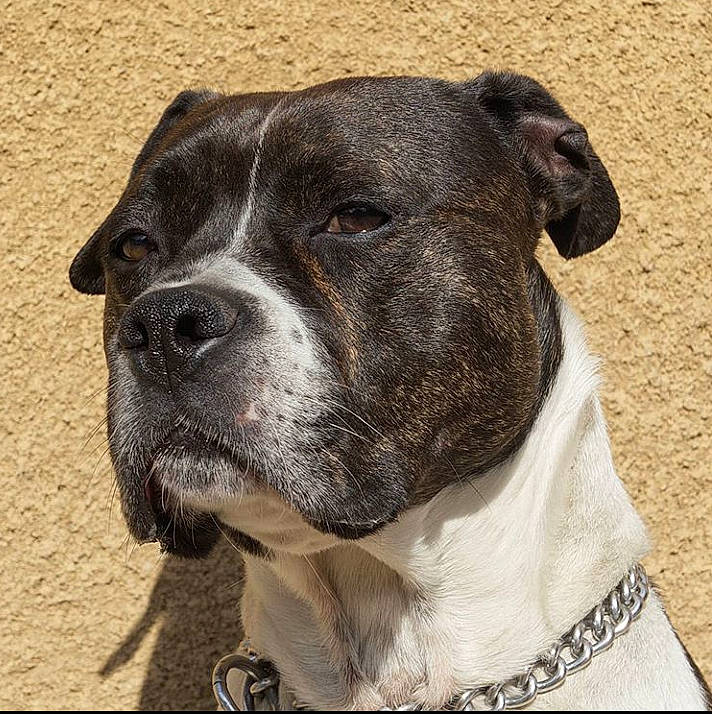 Juke a rejoint le concours — aidez-le/la à gagner de superbes lots ! ancient_dog_breeds, carnivore, collar, companion_dog, dog, dog_breed, dog_collar, fawn, fur, giant_dog_breed, hunting_dog, liver, molosser, non_sporting_group, pet_supply, sporting_group, terrestrial_animal, whiskers, working_animal, working_dog