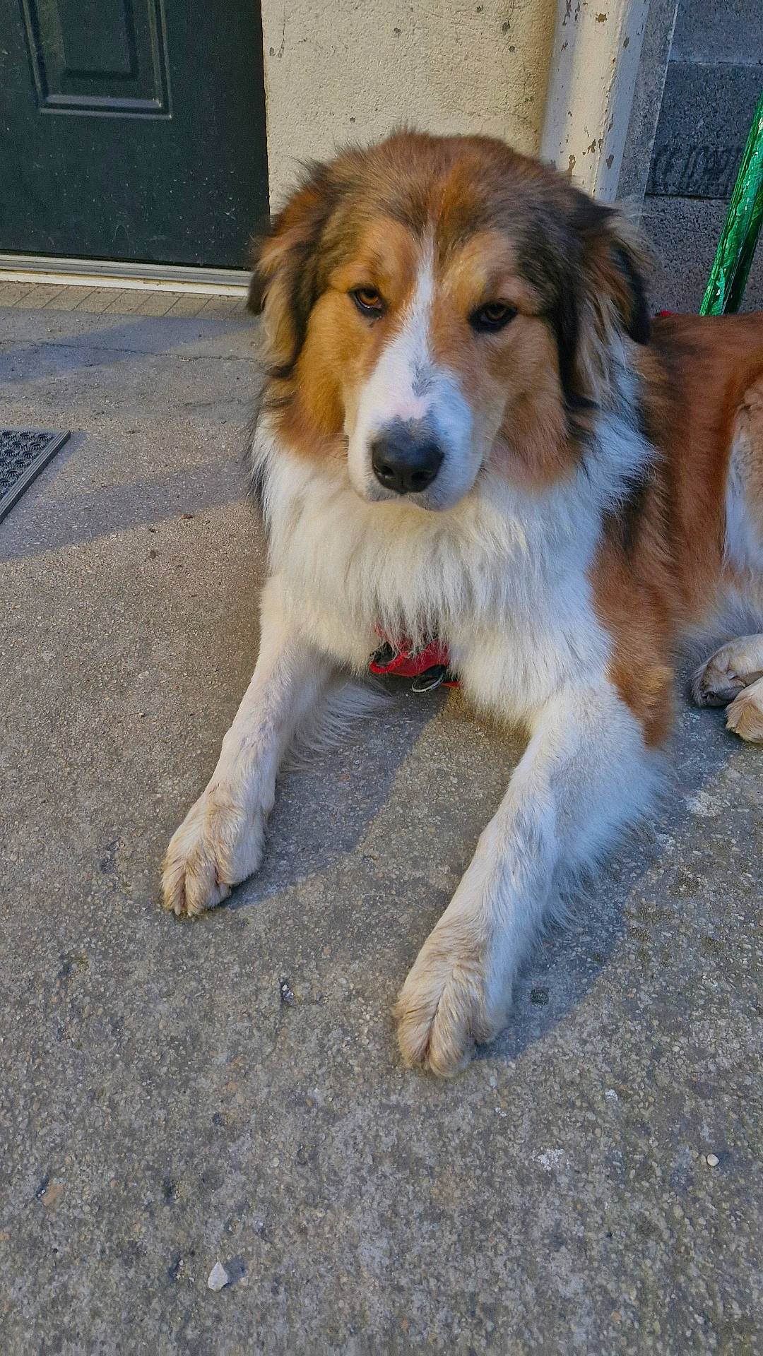 accessories, animal, canine, cockerspaniel, collie, dog, flagstone, goldenretriever, hound, husky, leash, path, pet, puppy, road, saintbernard, sidewalk, slate, strap, walkway