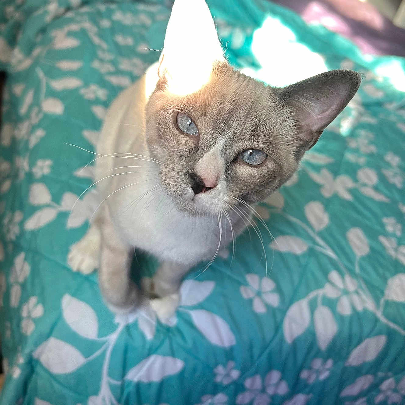 Luna is registered to the contest to win money with this photo: animal, bed, bedding, bedroom, blue_eyes, cat, close_up, curious, cute, domestic, ear, feline, floral_pattern, indoor, looking_up, pet, portrait, sunlight, teal, whiskers