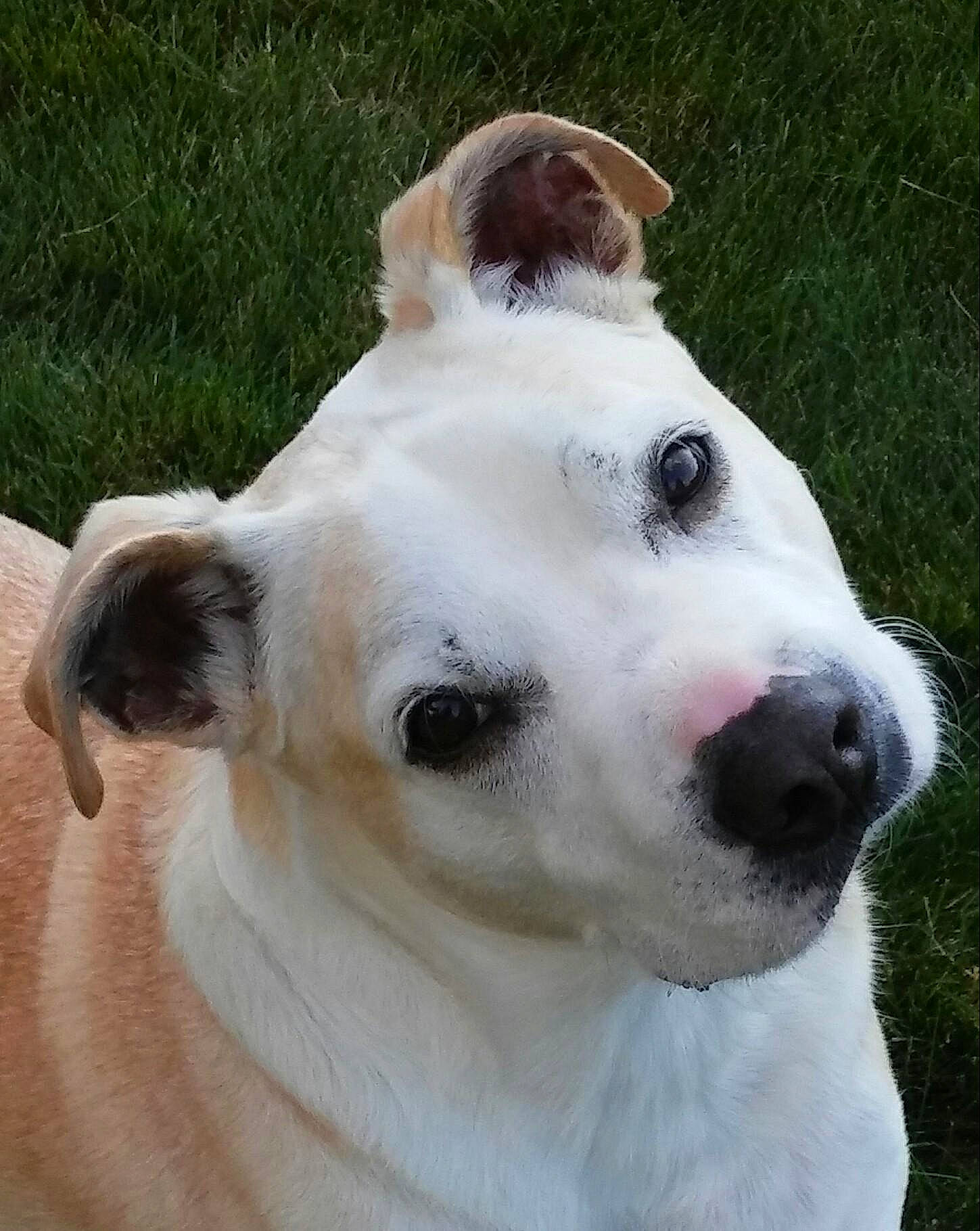 Jesse is registered to the contest to win money with this photo: canidae, carnivore, close_up, collar, companion_dog, composite_material, dog, dog_breed, dog_collar, ear, fawn, fur, grass, non_sporting_group, pet_supply, snout, sporting_group, terrestrial_animal, whiskers, working_animal