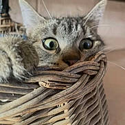 Youki participe au concours pour gagner de l'argent avec cette photo : cat, tabby, basket, wide_eyes, paw, curious, indoor, pet, fur, whiskers, animal, close_up, cute, feline, woven_basket, home, playful, resting, surprised, pet_animal