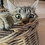 cat, tabby, basket, wide_eyes, paw, curious, indoor, pet, fur, whiskers, animal, close_up, cute, feline, woven_basket, home, playful, resting, surprised, pet_animal