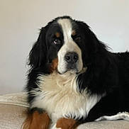 Bouba a rejoint le concours — aidez-le/la à gagner de superbes lots ! animal, bernese_mountain_dog, black, blanket, brown, calm, canine, companion, cozy, dog, domestic, fur, furry, indoor, laying, mammal, pet, portrait, resting, white