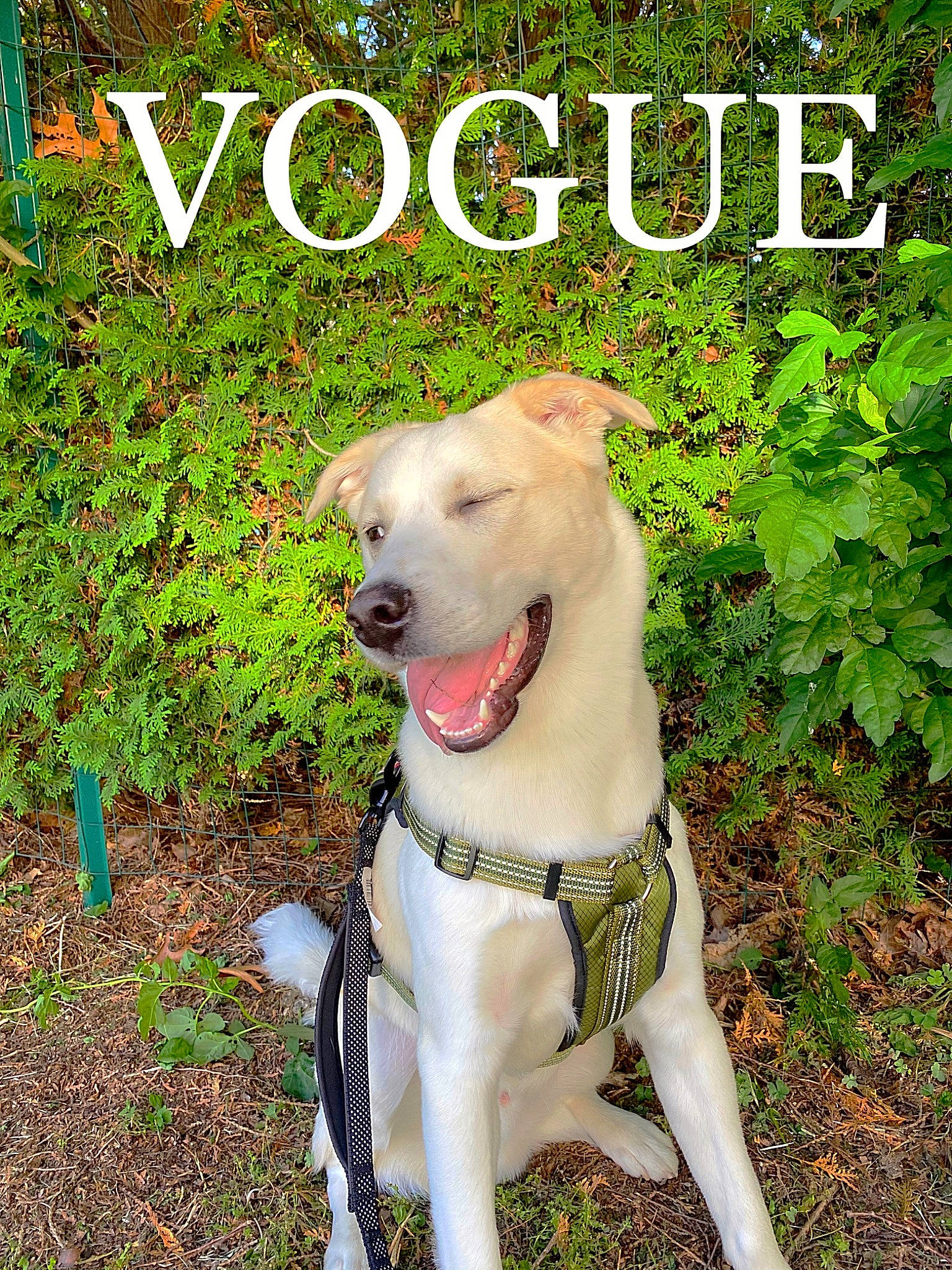 Reid is registered to the contest to win money with this photo: adventure, american_bulldog, american_pit_bull_terrier, american_staffordshire_terrier, bully_kutta, canidae, carnivore, catahoula_bulldog, cordoba_fighting_dog, dog, dog_breed, dogo_argentino, fawn, mammal, non_sporting_group, pit_bull, rare_breed_dog, sporting_group, terrier