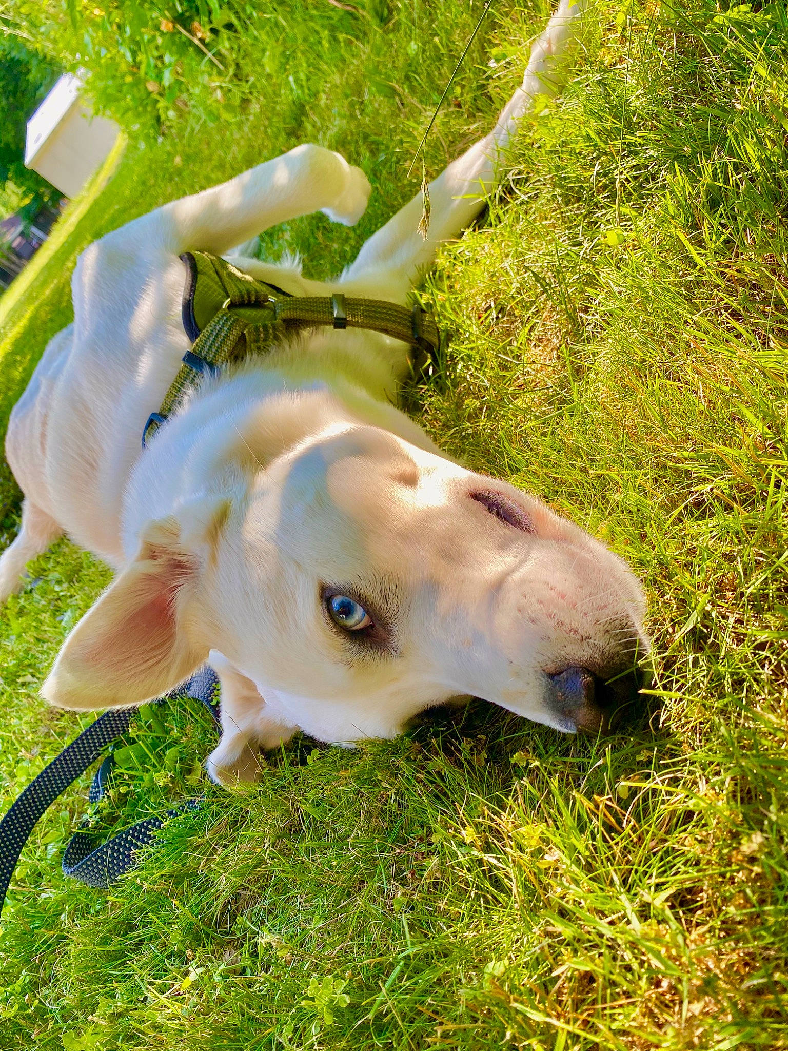 Reid joined the competition — help win amazing prizes! canidae, carnivore, dog, dog_breed, ear, fawn, grass, plant, snout, sporting_group