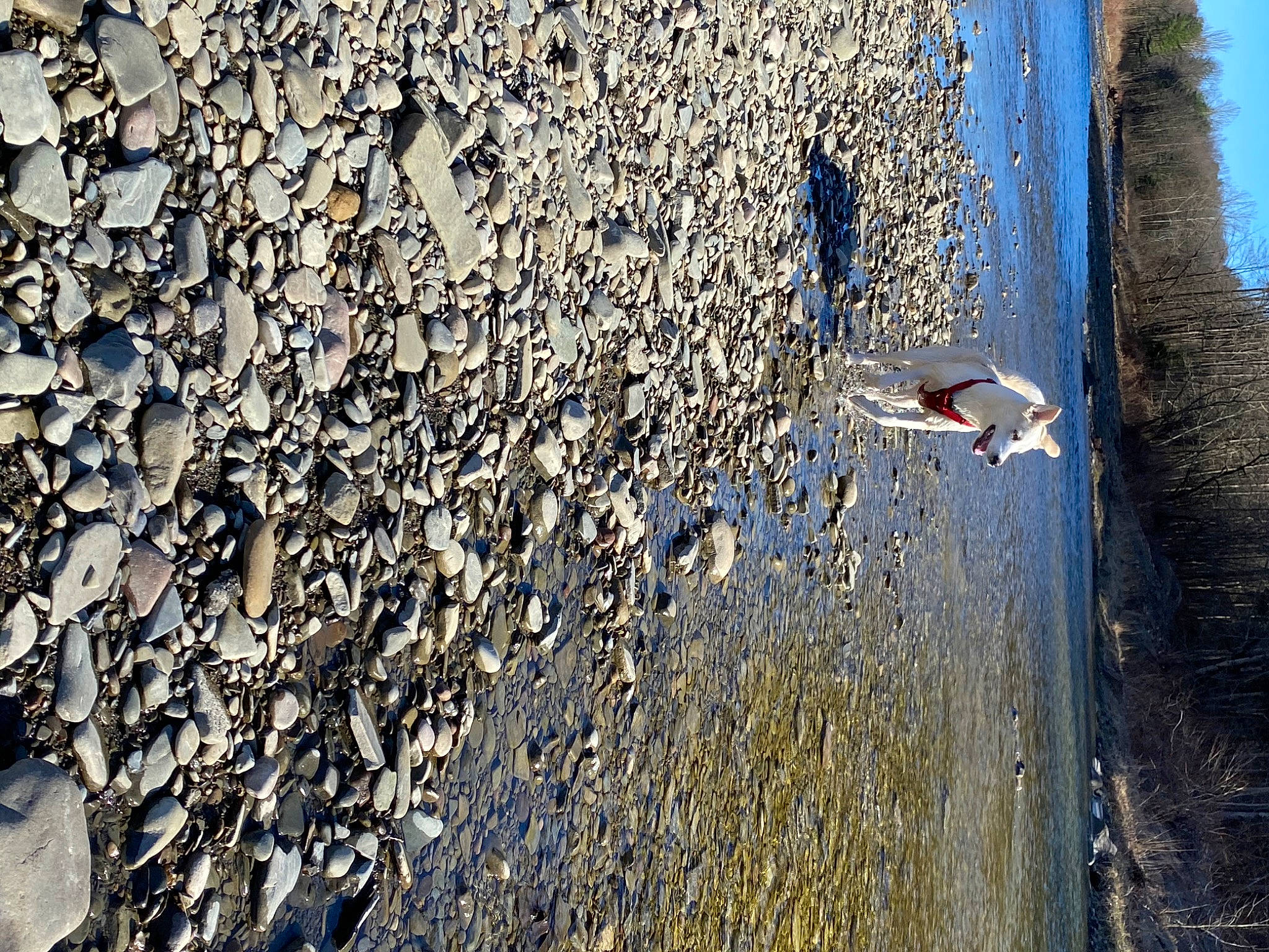 Reid joined the competition — help win amazing prizes! geological_phenomenon, shadow, soil, tree, wall, wood