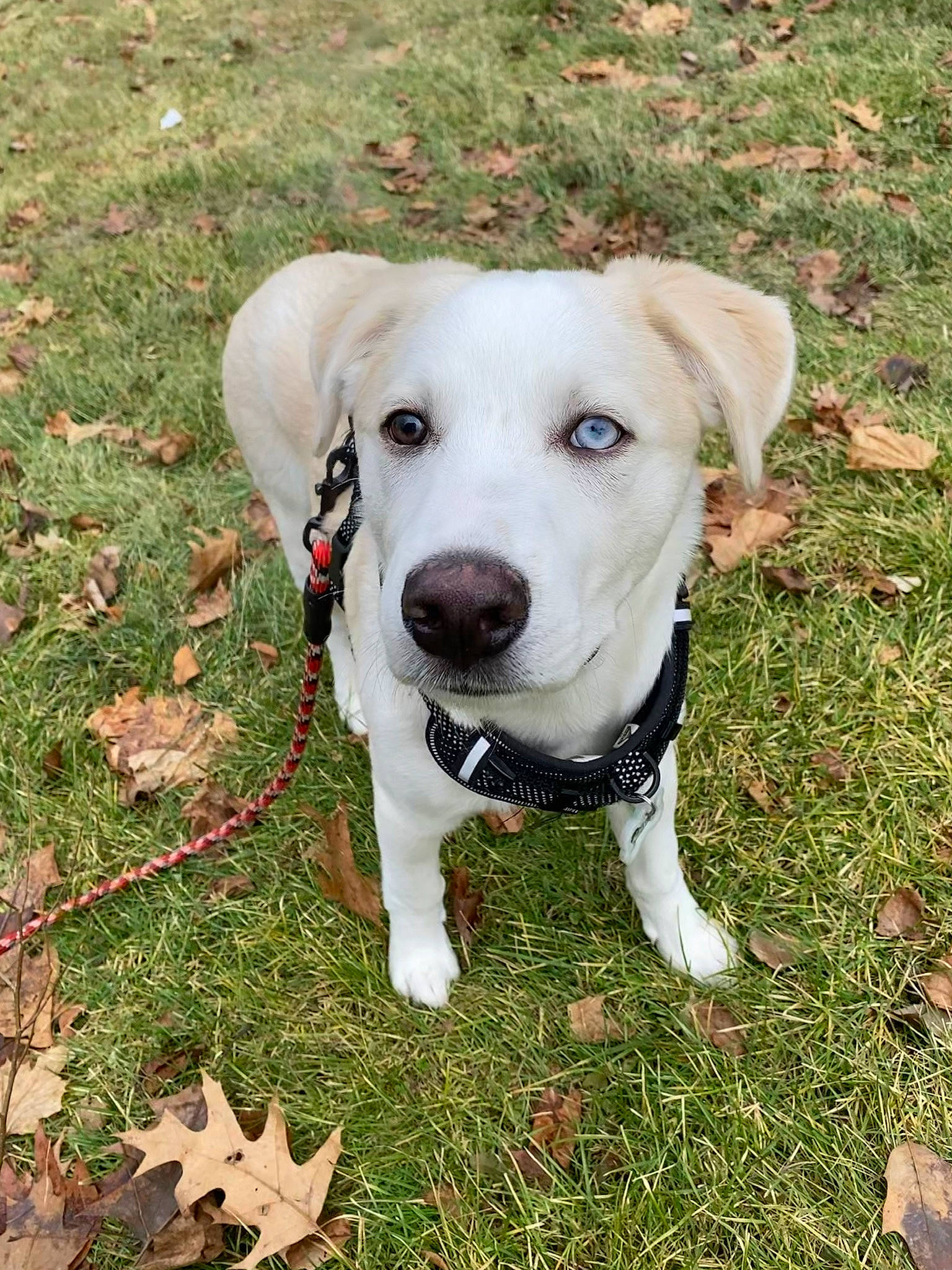 Reid is registered to the contest to win money with this photo: adventure, beagador, canidae, carnivore, catahoula_bulldog, companion_dog, dog, dog_breed, fawn, labrador_retriever, mammal, puppy, rare_breed_dog, retriever, snout, sporting_group, vertebrate