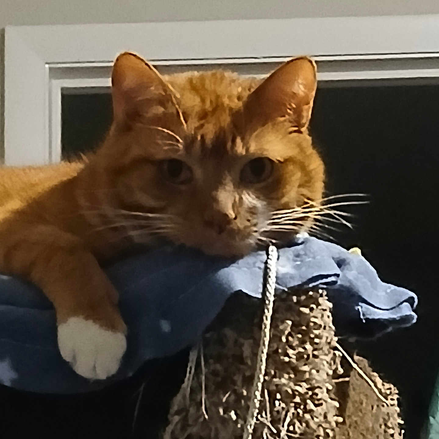 Leo joined the competition — help win amazing prizes! animal, blue_cloth, cat, closeup, curious, domestic_cat, face, feline, fur, indoor, looking, night, orange_tabby, paw, perch, pet, relaxed, resting, whiskers, window