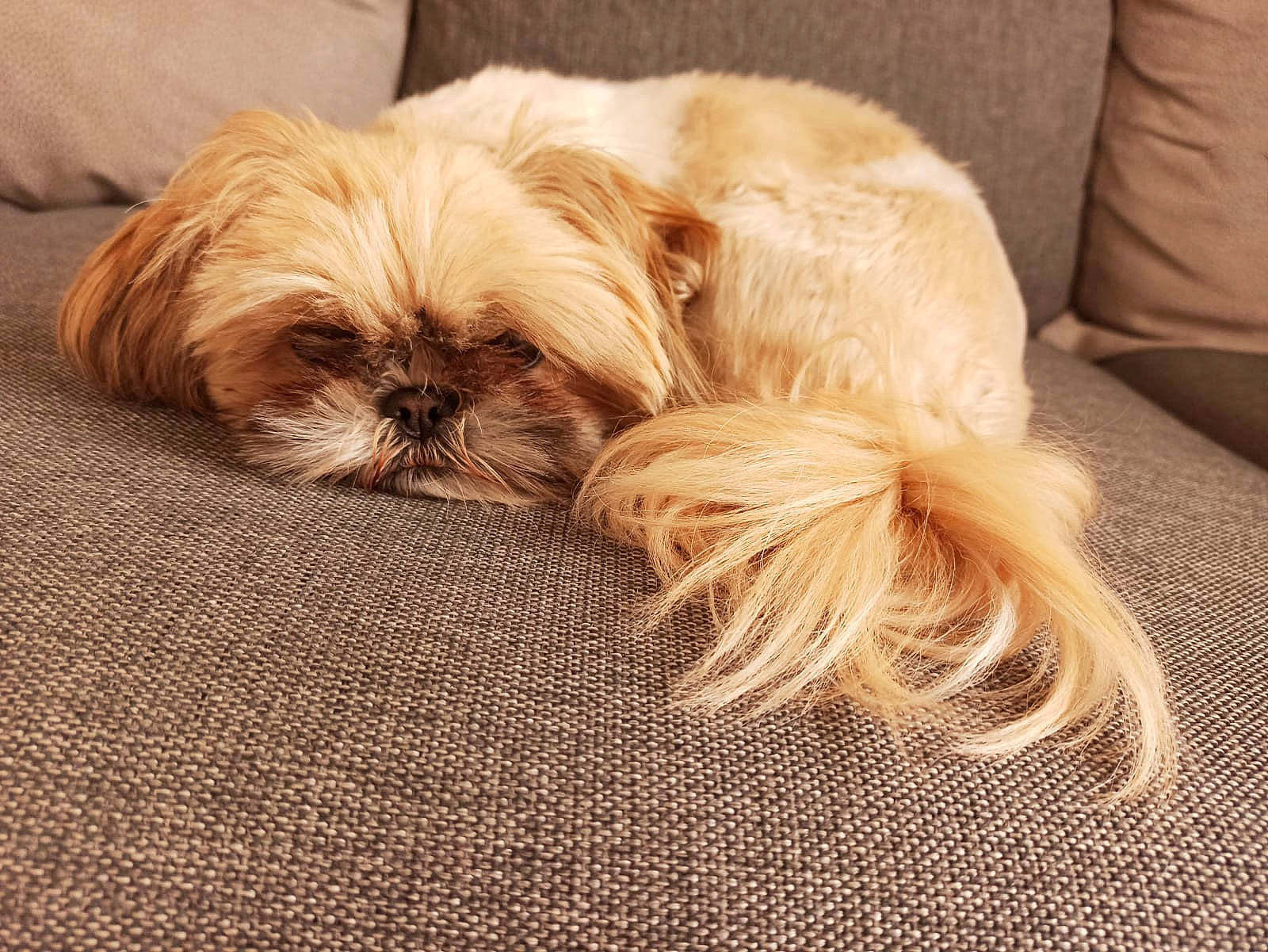 Aby participe au concours pour gagner de l'argent avec cette photo : canidae, carnivore, chinese_imperial_dog, companion_dog, dog, dog_breed, fawn, fur, lhasa_apso, liver, maltepoo, mammal, non_sporting_group, puppy, puppy_love, rare_breed_dog, shih_tzu, sporting_group, toy_dog