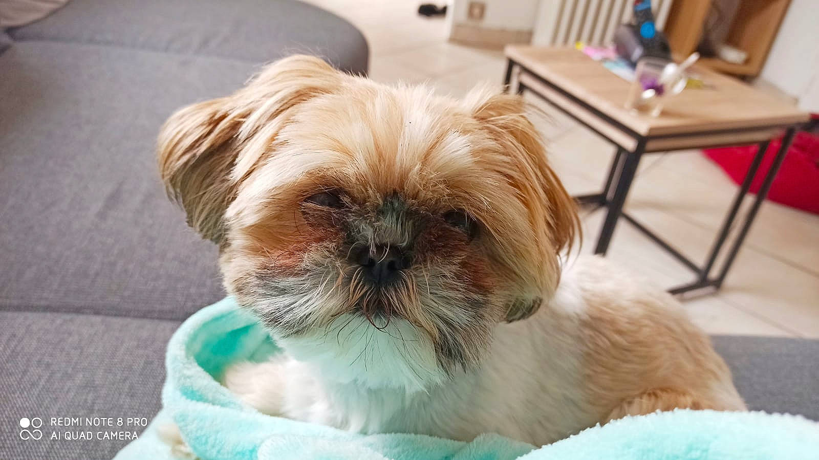 Aby a rejoint le concours — aidez-le/la à gagner de superbes lots ! ancient_dog_breeds, canidae, carnivore, chinese_imperial_dog, companion_dog, dog, dog_breed, griffon_bruxellois, lhasa_apso, liver, maltepoo, mammal, non_sporting_group, puppy, puppy_love, rare_breed_dog, shih_tzu, sporting_group, toy_dog, vertebrate