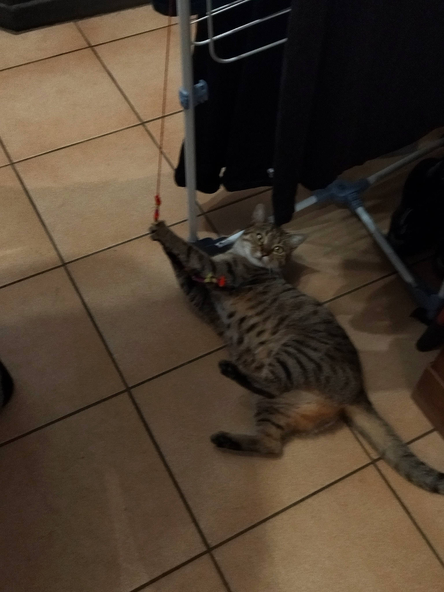 Lilas participe au concours pour gagner de l'argent avec cette photo : automotive_tire, carnivore, cat, domestic_short_haired_cat, felidae, floor, flooring, fur, grey, hardwood, laminate_flooring, paw, road_surface, shadow, small_to_medium_sized_cats, tail, tile, whiskers, wood, wood_flooring