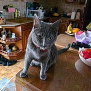 Levasseur Mirian a rejoint le concours — aidez-le/la à gagner de superbes lots ! animal, banana, cat, collar, countertop, curious, domestic, feline, fruit_bowl, gray_cat, home, household, indoor, kitchen, pet, table, tile_floor, tomato, whiskers, wooden_cabinet