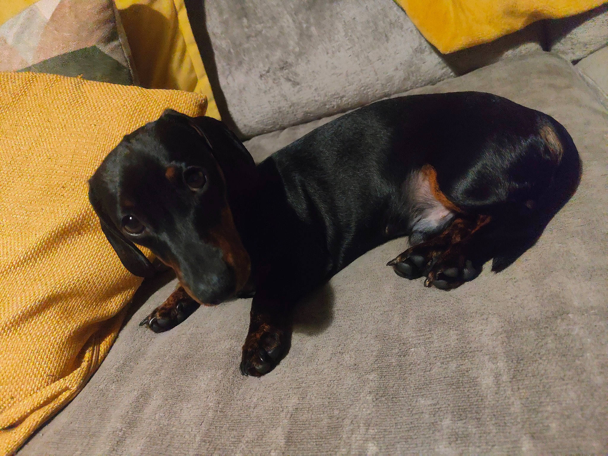 Dinky is registered to the contest to win money with this photo: borador, canidae, carnivore, collar, comfort, companion_dog, dog, dog_breed, fur, grey, guard_dog, liver, montenegrin_mountain_hound, pet_supply, sporting_group, tail, terrestrial_animal, toy_dog, working_animal, working_dog