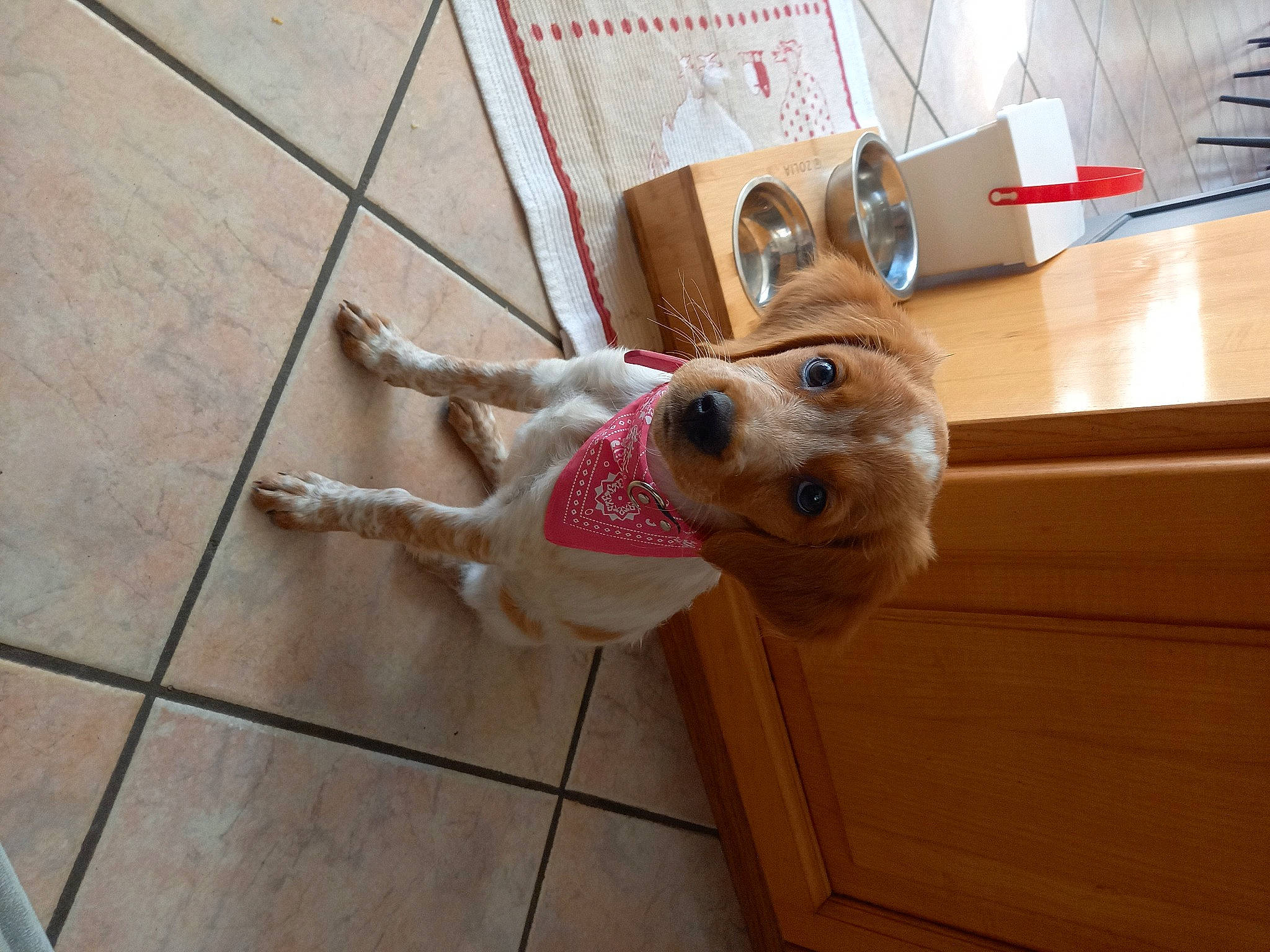 Sushy a rejoint le concours — aidez-le/la à gagner de superbes lots ! canidae, carnivore, collar, companion_dog, dog, dog_breed, dog_collar, dog_supply, fawn, floor, flooring, fur, hardwood, leash, pet_supply, snout, tail, toy, wood, working_animal