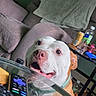 dog, pet, animal, portrait, close_up, white_dog, happy, smiling, open_mouth, pink_nose, brown_ears, collar, indoor, living_room, couch, table, remote_control, bottles, glass, funny