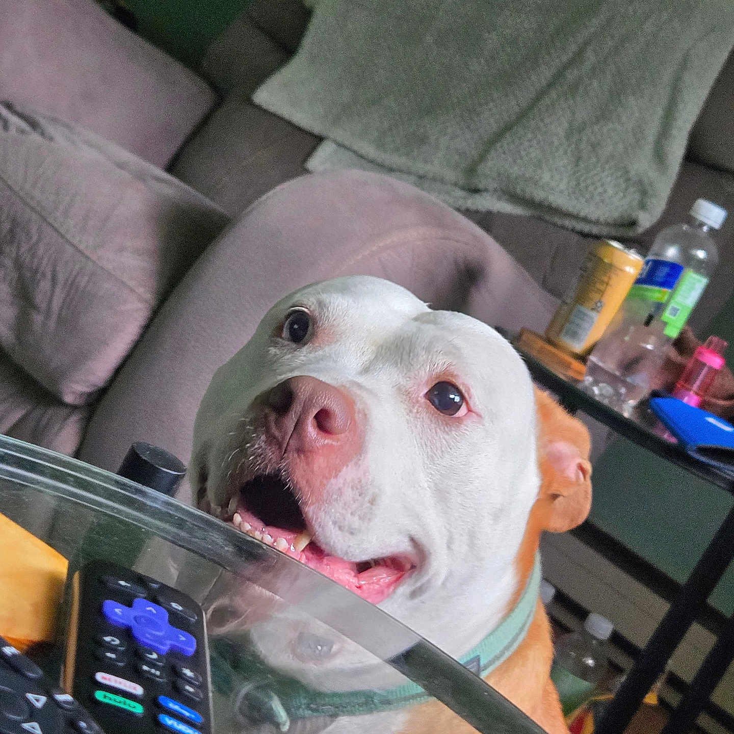 Cinnamon Star is registered to the contest to win money with this photo: dog, pet, animal, portrait, close_up, white_dog, happy, smiling, open_mouth, pink_nose, brown_ears, collar, indoor, living_room, couch, table, remote_control, bottles, glass, funny