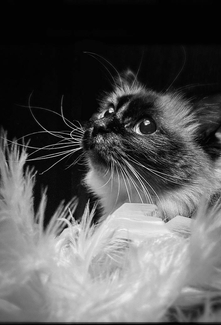 Kimi a rejoint le concours — aidez-le/la à gagner de superbes lots ! black_and_white, carnivore, cat, close_up, cloud, darkness, eye, felidae, flash_photography, fur, grass, happy, monochrome, monochrome_photography, plant, sky, small_to_medium_sized_cats, snout, style, whiskers
