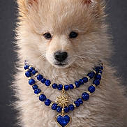 Luna a rejoint le concours — aidez-le/la à gagner de superbes lots ! puppy, dog, fluffy, necklace, blue_beads, gold_pendant, jewelry, portrait, cute, animal, pet, furry, adorable, studio, closeup, expression, fashion, luxury, accessory, background