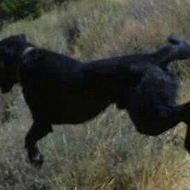 Bear V'Inci Broosebean