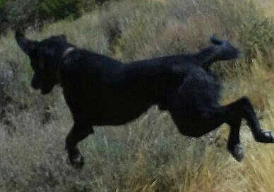 Bear V'Inci Broosebean