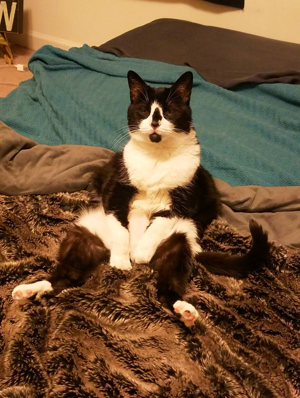 Luna is registered to the contest to win money with this photo: carnivore, cat, comfort, dog_breed, domestic_short_haired_cat, felidae, formal_wear, fur, grass, landscape, paw, sand, shadow, sitting, small_to_medium_sized_cats, soil, tail, tree, whiskers, wood