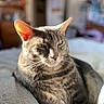 cat, tabby, pet, animal, feline, indoor, sunlight, fur, ears, whiskers, relaxed, closeup, portrait, cozy, blurred_background, domestic, resting, cute, soft_light, comfortable