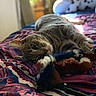 Milo is registered to the contest to win money with this photo: cat, tabby, bedspread, toy, paws, indoor, feline, patterned, colorful, resting, closeup, whiskers, playful, fur, relaxed, animal, pet, soft_light, blurred_background, domestic