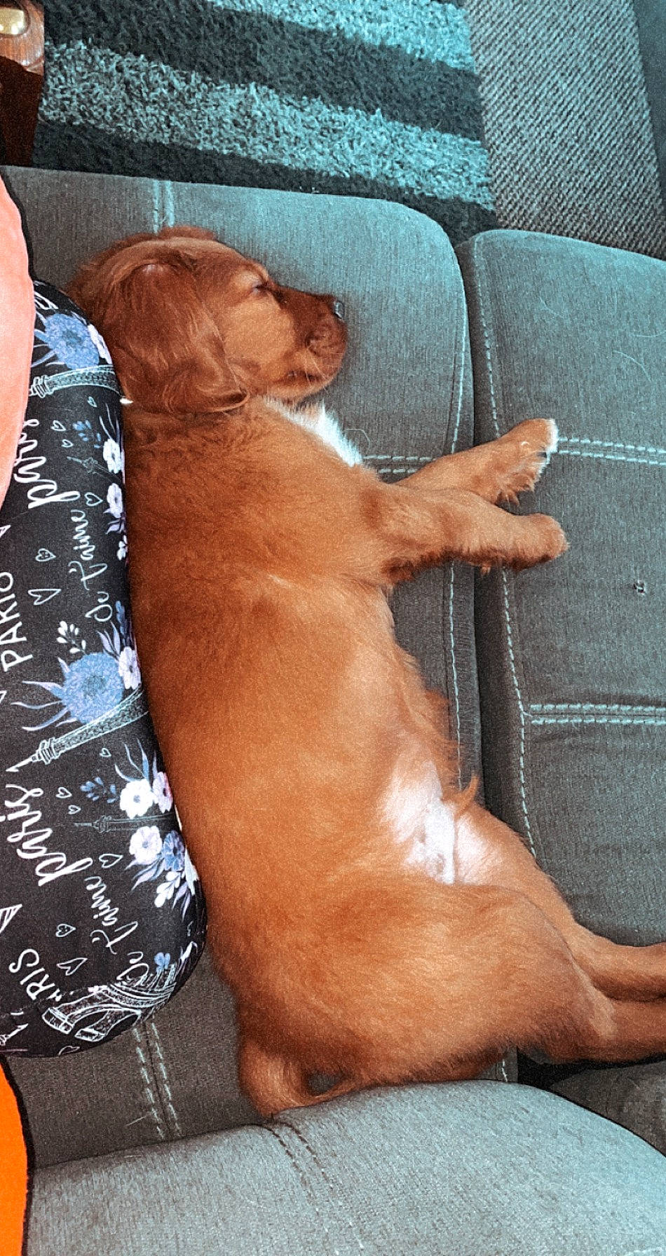 Beau joined the competition — help win amazing prizes! canidae, carnivore, companion_dog, dog, dog_breed, dogue_de_bordeaux, fawn, rhodesian_ridgeback, sporting_group, vizsla