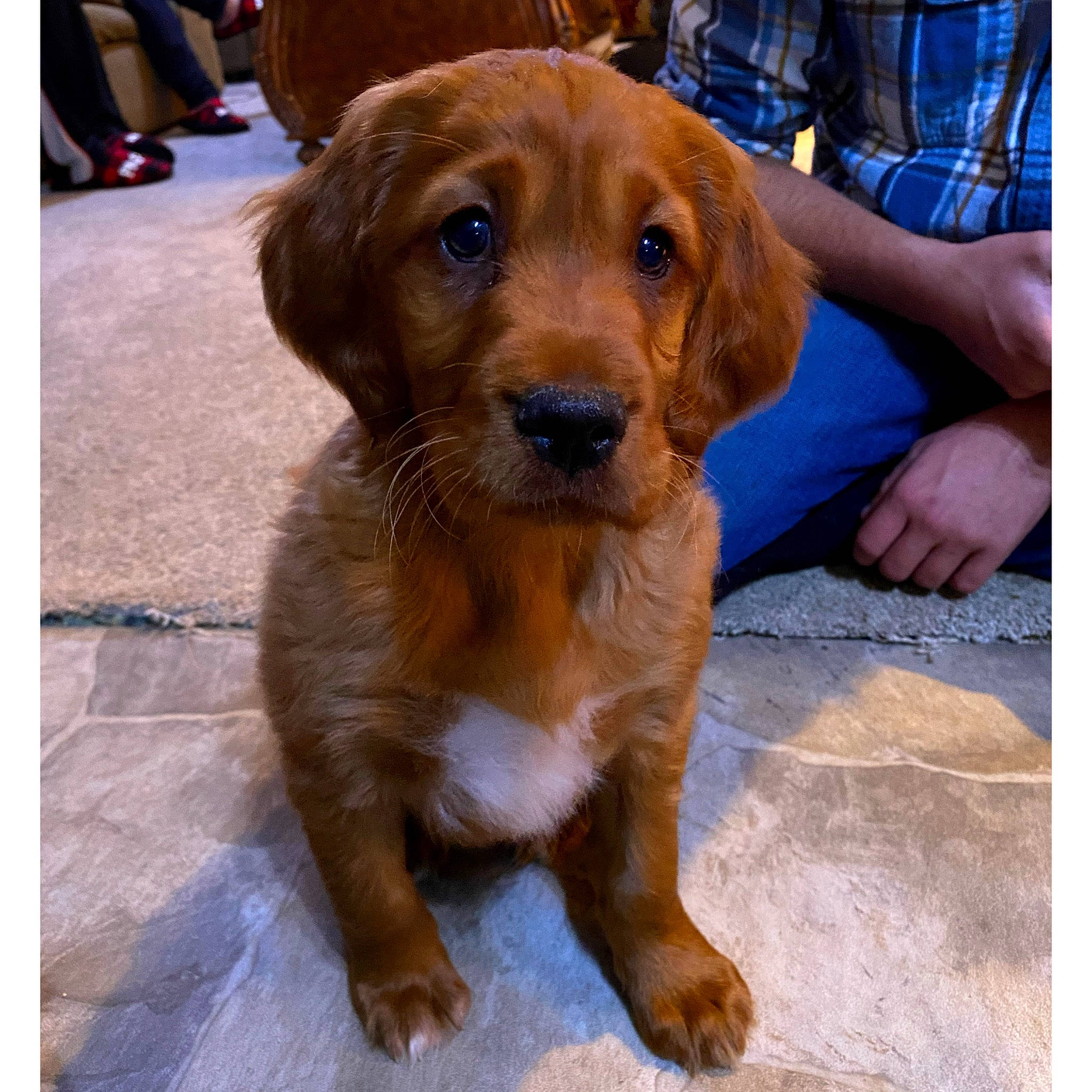 Beau joined the competition — help win amazing prizes! basset_fauve_de_bretagne, beagador, canidae, carnivore, cocker_spaniel, companion_dog, dog, dog_breed, fawn, golden_retriever, irish_setter, liver, mammal, nova_scotia_duck_tolling_retriever, puppy, rare_breed_dog, setter, spaniel, sporting_group, vertebrate