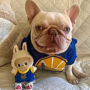 Mochi joined the competition — help win amazing prizes! french_bulldog, dog, stuffed_toy, doll, jersey, basketball_jersey, blue_jersey, yellow_logo, sneakers, pink_sneakers, quilted_couch, indoor, pet, animal, cute, posing, toy, sitting, close_up, cozy