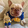 french_bulldog, dog, stuffed_toy, doll, jersey, basketball_jersey, blue_jersey, yellow_logo, sneakers, pink_sneakers, quilted_couch, indoor, pet, animal, cute, posing, toy, sitting, close_up, cozy