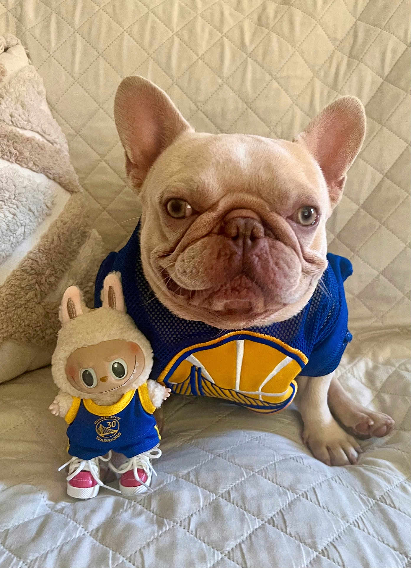 Mochi joined the competition — help win amazing prizes! french_bulldog, dog, stuffed_toy, doll, jersey, basketball_jersey, blue_jersey, yellow_logo, sneakers, pink_sneakers, quilted_couch, indoor, pet, animal, cute, posing, toy, sitting, close_up, cozy