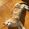 cat, kitten, ginger_cat, white_fur, tabby, animal, pet, lying_down, sunbathing, indoors, tile_floor, terracotta, sunlight, shadow, whiskers, ears, eyes, tail, cute, portrait