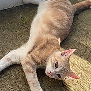 Ange Et Ayka a rejoint le concours — aidez-le/la à gagner de superbes lots ! cat, ginger_cat, orange_cat, feline, pet, animal, lying_down, sprawled, sunbathing, sunlight, striped_fur, pink_nose, pink_ears, green_eyes, long_tail, paws, indoor, floor, wall, shadow