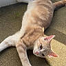 cat, ginger_cat, orange_cat, feline, pet, animal, lying_down, sprawled, sunbathing, sunlight, striped_fur, pink_nose, pink_ears, green_eyes, long_tail, paws, indoor, floor, wall, shadow
