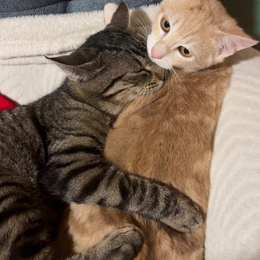 Ange Et Ayka a rejoint le concours — aidez-le/la à gagner de superbes lots ! cats, kitten, tabby_cat, orange_cat, cuddling, sleeping, hugging, pets, furry, whiskers, ears, eyes, paws, indoor, bed, blanket, cozy, portrait, closeup, adorable