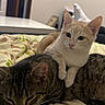 cat, cats, kitten, tabby_cat, cream_cat, sleeping, sitting, cuddling, pet, animal, feline, fur, whiskers, ears, eyes, nose, bed, blanket, indoors, cozy