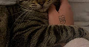 Ange Et Ayka participe au concours pour gagner de l'argent avec cette photo : cat, tabby_cat, pet, animal, feline, striped_fur, whiskers, ears, eyes, close_up, portrait, cuddling, human_arm, tattoo, bed, blanket, cozy, indoor, sleepy, relaxed